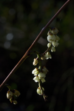 Stachyurus chinensis au Jardin de na Salamandre