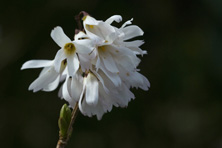 Abeliophyllum distichum au Jardin de la Salamandre