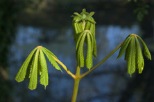 Aesculus parviflora au Jardin de la Salamandre en Dordogne