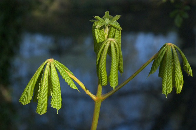 Aesculus parviflora au Jardin de la Salamandre