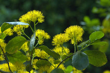 Azara microphylla au Jardin de la Salamandre en Dordogne