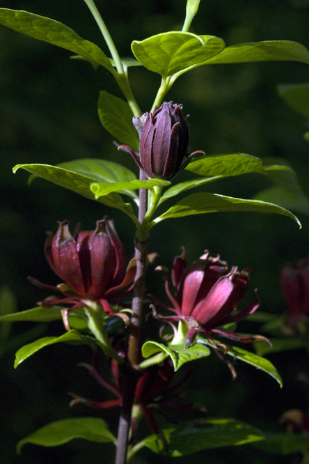 Calycanthus floridulus  au Jardin de la Salamandre en Dordogne