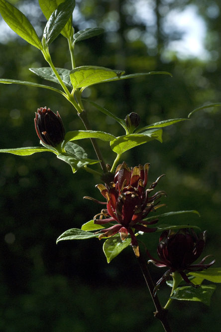 Calycanthus floridulus 2 au Jardin de la Salamandre en Dordogne