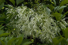 Chionanthus virginicus au Jardin de la Salamandre