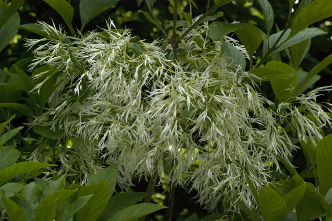 Chionanthus virginicus au Jardin de la Salamandre 