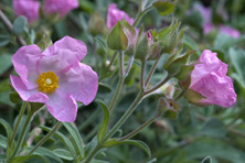 Cistus x skanbergi au Jardin de la Salamandre