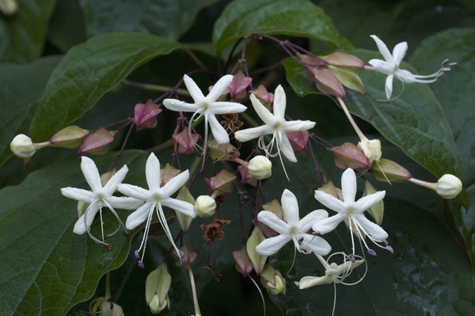 Clerodendron trichotomum au Jardin de la Salamandre 