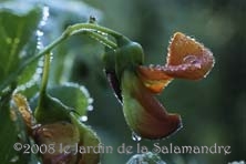 Colutea x media 'Copper Beauty' au Jardin de la Salamandre en Dordogne 