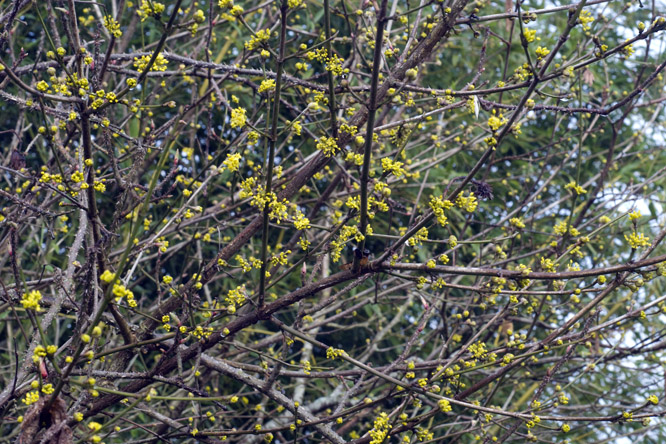 Cornus mas 1 au Jardin de la Salamandre