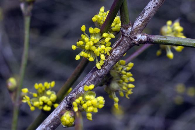 Cornus mas 2 au Jardin de la Salamandre