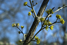 Cornus officinalis au Jardin de la Salamandre