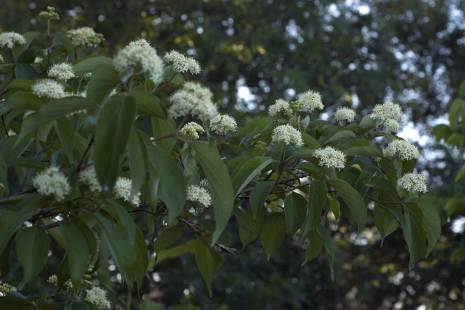 Cornus racemosa 1 au Jardin de la Salamandre