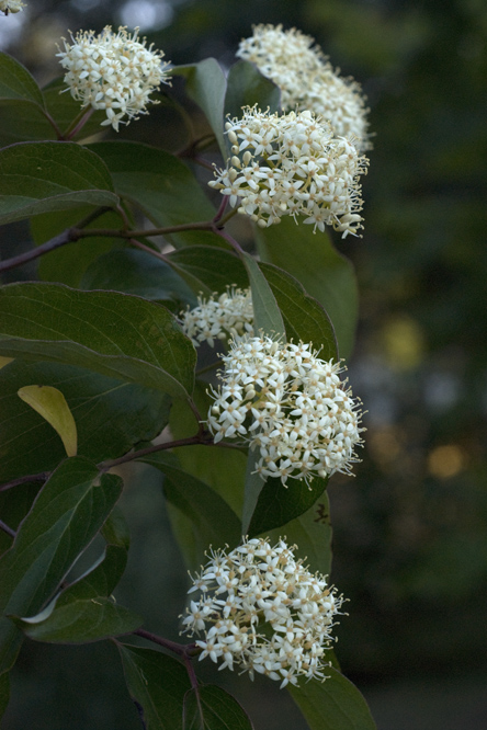 Cornus racemosa 2 au Jardin de la Salamandre