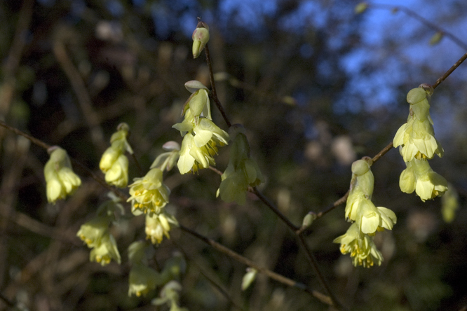 Corylopsis pauciflora 2 au Jardin de la Salamandre