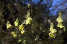 Corylopsis pauciflora  au Jardin de la Salamandre