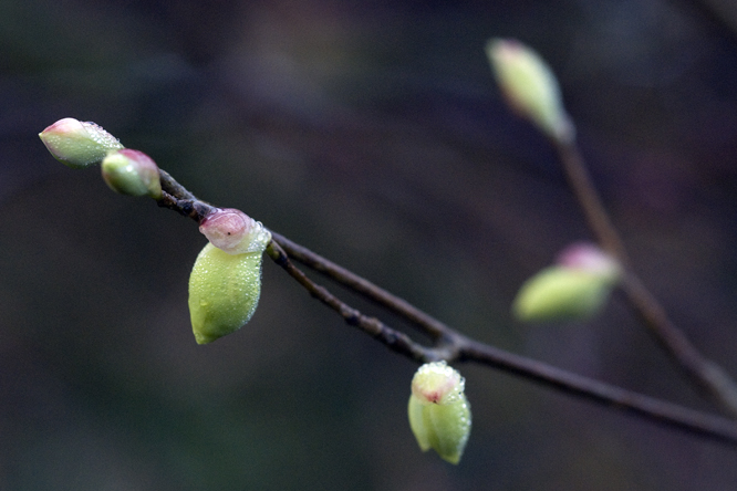 Corylopsis pauciflora 1 au Jardin de la Salamandre