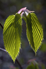 Corylopsis sinensis au Jardin de la Salamandre en Dordogne