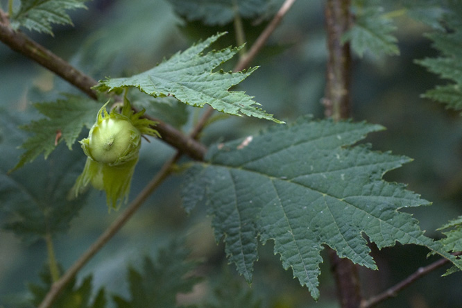 Corylus avellana 'Heterophylla' au Jardin de la Salamandre 