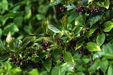 Cotoneaster hummelii au Jardin de la Salamandre