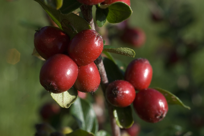 Cotoneaster simonsii au Jardin de la Salamandre