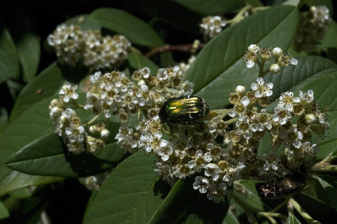 Cotoneaster x watereri 'Cornubia' au Jardin de la Salamandre