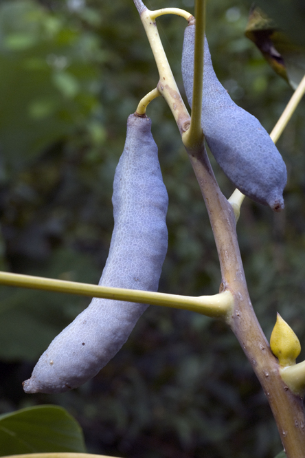 Decaisnea fargesii 3 au Jardin de la Salamandre