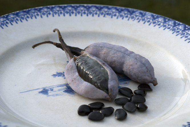 Decaisnea fargesii 4 au Jardin de la Salamandre