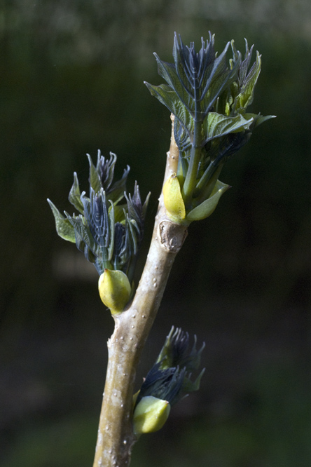 Decaisnea fargesii 1 au Jardin de la Salamandre