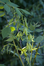 Decaisnea fargesii au Jardin de la Salamandre