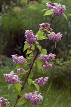 Deutzia 'Perle Rose' au Jardin de la Salamandre