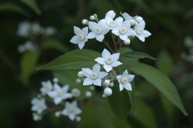 Deutzia setchuensis var. corymbiflora au Jardin de la Salamandre