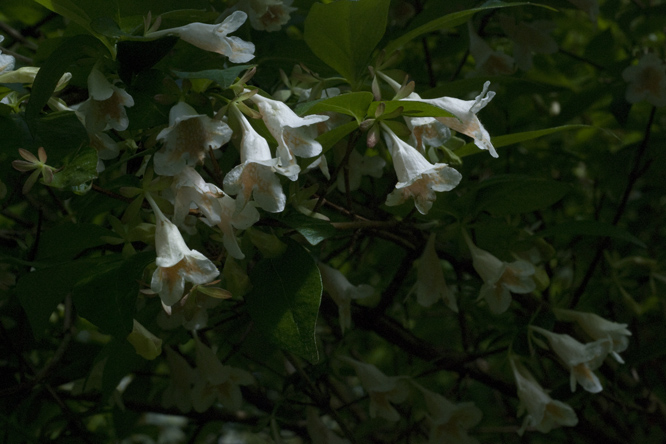 Dipelta floribunda 3 au Jardin de la Salamandre