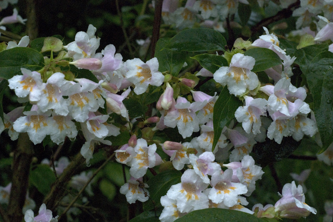 Dipelta floribunda 2 au Jardin de la Salamandre