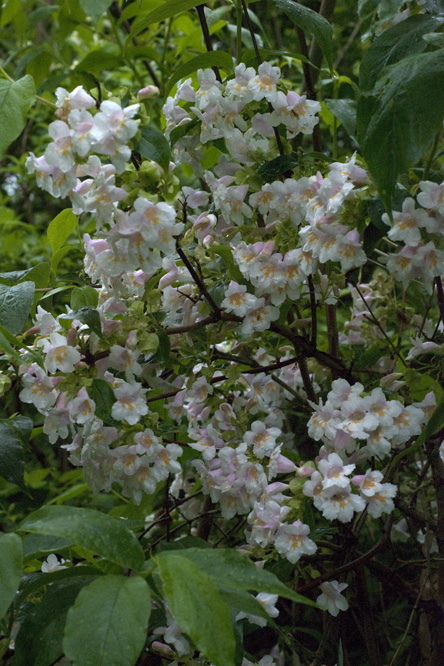 Dipelta floribunda 4 au Jardin de la Salamandre