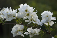 Exochorda macrantha 'The Bride' au Jardin de la Salamandre