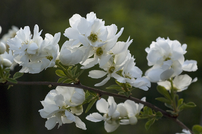 Exochorda macrantha 'The Bride' au Jardin de la Salamandre 