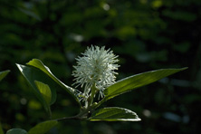 Fothergilla major au Jardin de la Salamandre