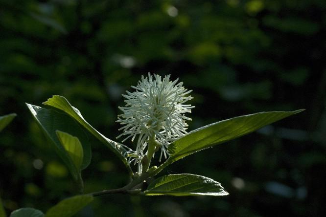 Fothergilla major au Jardin de la Salamandre 