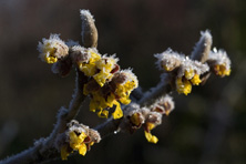 Hamamelis mollis 'Pallida' au Jardin de la Salamandre