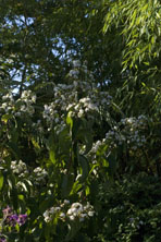 Heptacodium miconoides au Jardin de la Salamandre en Dordogne