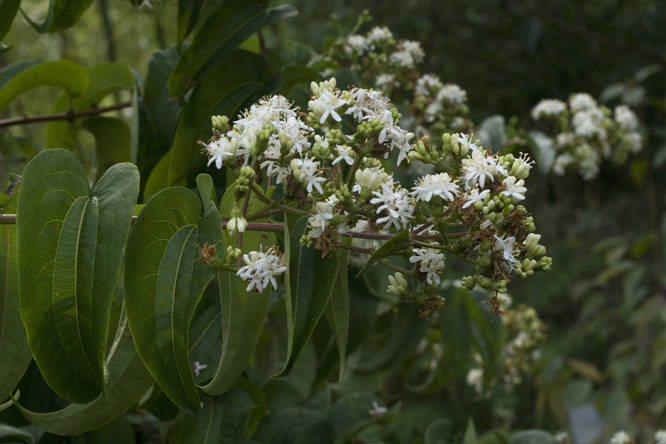 Heptacodium miconoides 3 au Jardin de la Salamandre