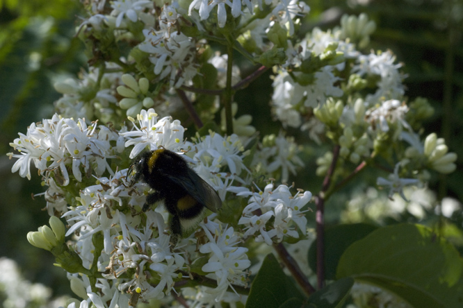 Heptacodium miconoides 4 au Jardin de la Salamandre