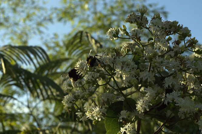 Heptacodium miconoides 2 au Jardin de la Salamandre en Dordogne