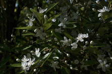 Hoheria sexstylosa 'Stardust' au Jardin de la Salamandre