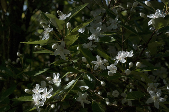 Hoheria sexstylosa 'Stardust' au Jardin de la Salamandre 