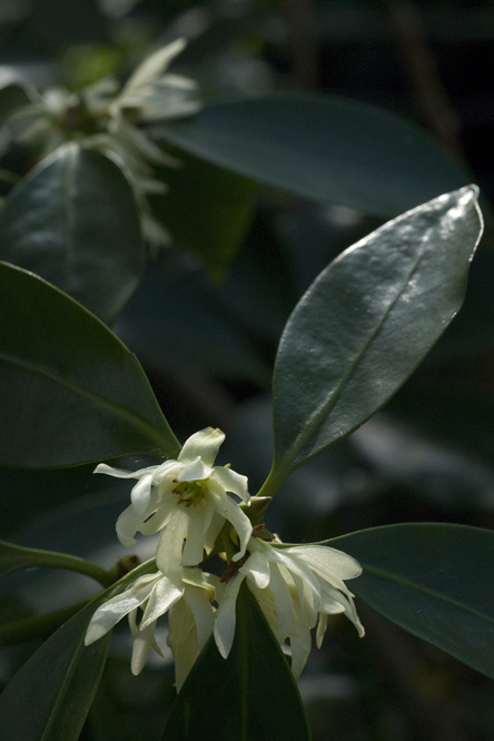 Illicium anisatum  au Jardin de la Salamandre en Dordogne