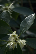 Illicium anisatum au Jardin de la Salamandre en Dordogne