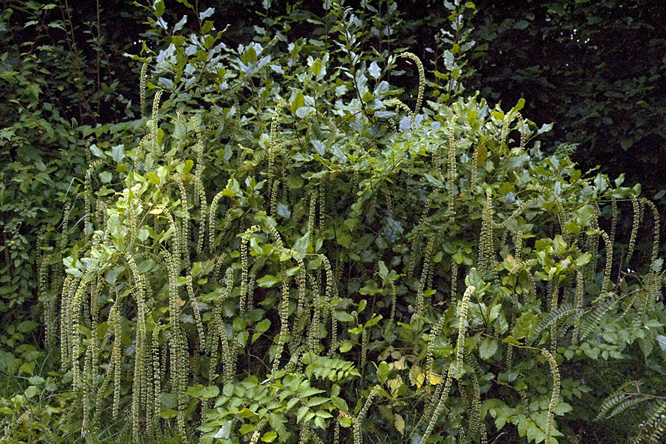 Itea ilicifolia au Jardin de la Salamandre 