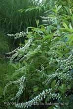 Itea virginica 'Henry 's Garnet' au Jardin de la Salamandre en Dordogne