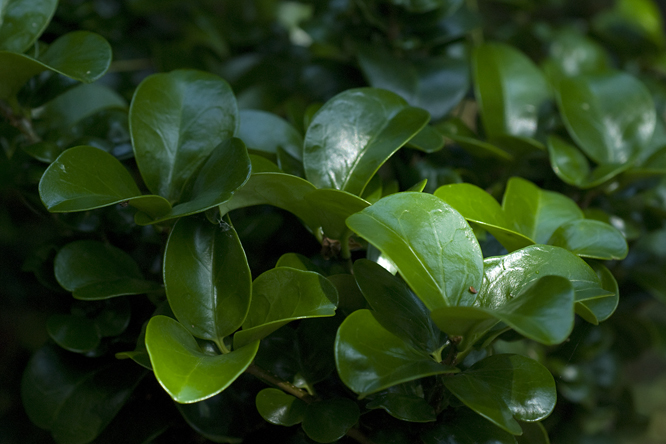 Ligustrum japonicum 'Rotundifolium  au Jardin de la Salamandre en Dordogne